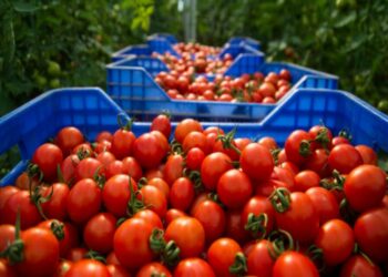 Tomates marocaines: un succès qui provoque la colère de l’Espagne
