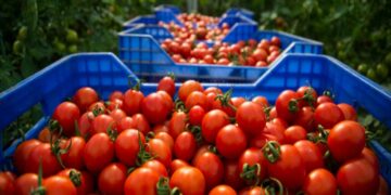 Tomates marocaines: un succès qui provoque la colère de l’Espagne