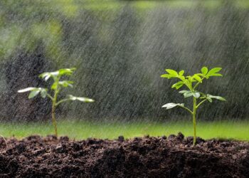 Les dernières pluies redonnent espoir aux agriculteurs