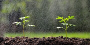 Les dernières pluies redonnent espoir aux agriculteurs