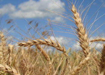 Blé tendre: des offres soumises à la Tunisie pour un appel d’offres de 75 000 tonnes