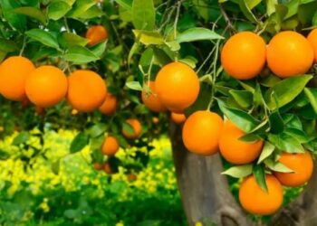 Les ventes d’agrumes tunisiens à l’étranger augmentent fortement en 2025, grâce à ces deux marchés