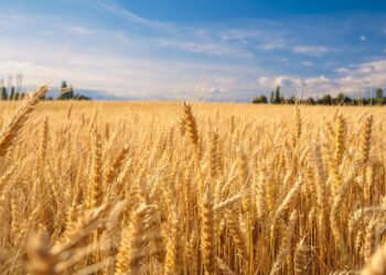 Instabilité du marché des céréales: une pénurie possible bientôt?