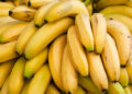 Climat et banane: l’Afrique en position de force?
