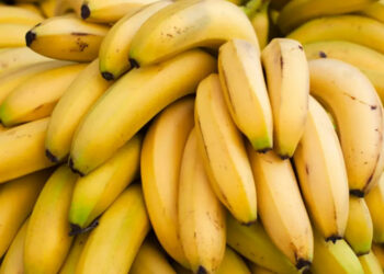 Climat et banane: l’Afrique en position de force?