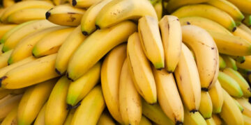 Climat et banane: l’Afrique en position de force?