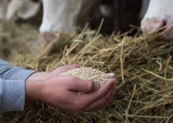 Le secteur de l’alimentation animale en Afrique affiche une croissance record
