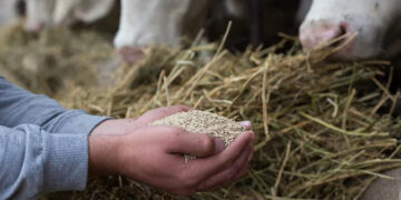 Le secteur de l’alimentation animale en Afrique affiche une croissance record