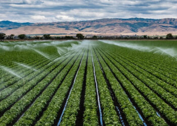 Tunisie: un projet d’irrigation de 20 000 hectares grâce aux eaux usées traitées