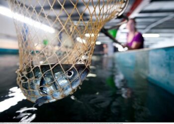 Un portefeuille de placements prometteur pour Tunisia Aquaculture Fund