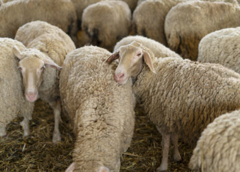 Le ministère du commerce fixe les prix des viandes de Aïd El-Idha 2025