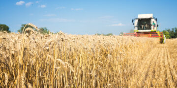 Céréales: les prix de collecte pour 2025 fixés par le ministère de l’Agriculture