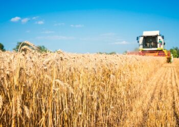 La récolte des céréales de 2025 s’annonce prometteuse avec près de 20 Mqx attendus