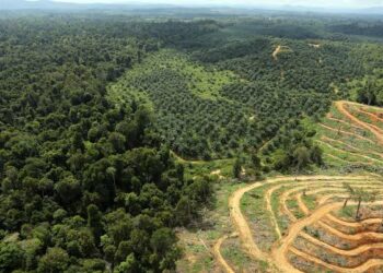 Une loi anti-déforestation européenne sous pression: quels produits sont visés?