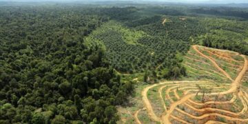 Une loi anti-déforestation européenne sous pression: quels produits sont visés?