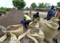 La récolte africaine de cacao encore en baisse, mais les prix demeurent stables