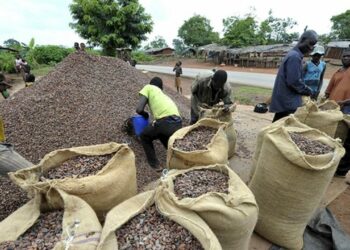 La récolte africaine de cacao encore en baisse, mais les prix demeurent stables