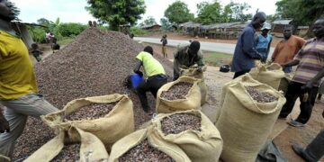La récolte africaine de cacao encore en baisse, mais les prix demeurent stables