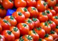 Grâce au Maroc, la France exporte la tomate…