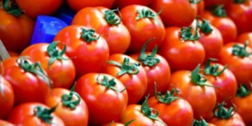 Grâce au Maroc, la France exporte la tomate…
