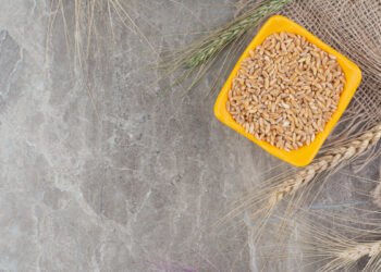 Ajustement des prix des semences céréalières pour la saison 2025-2026