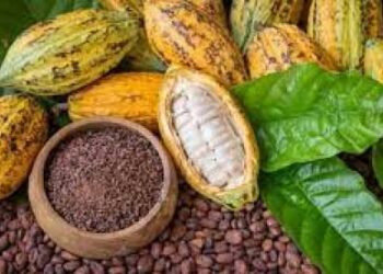 Ce pays devient le premier importateur africain du cacao camerounais