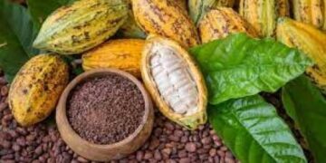 Ce pays devient le premier importateur africain du cacao camerounais