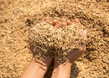 Office des céréales: le troc de semences certifiées de blé autorisé jusqu’au 31 décembre 2025