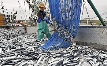 Fin des subventions nuisibles à la pêche: ce que l’accord de l’OMC change pour l’Afrique
