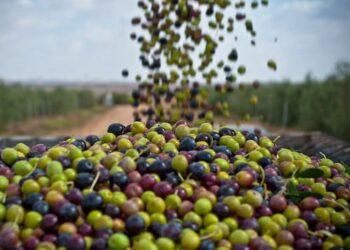 Huile d’olive: 2025/2026, une saison prometteuse pour la Tunisie