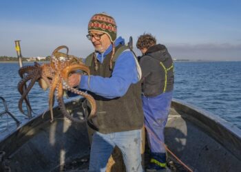 Pêche au poulpe: le ministère de l’Agriculture prolonge la fermeture de la saison pour préserver les ressources marines