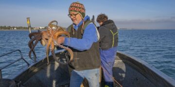 Pêche au poulpe: le ministère de l’Agriculture prolonge la fermeture de la saison pour préserver les ressources marines