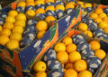 Oranges: l’Afrique du Sud reprend la tête des exportations vers l’UE
