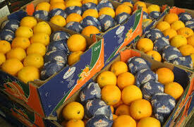 Oranges: l’Afrique du Sud reprend la tête des exportations vers l’UE