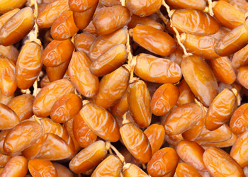 La Deglet Nour tunisienne officiellement reconnue dans la nouvelle norme du codex pour les dattes fraîches