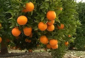 Réchauffement climatique en Tunisie: pourquoi le pays accélère l’exportation de ses agrumes?