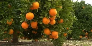Réchauffement climatique en Tunisie: pourquoi le pays accélère l’exportation de ses agrumes?