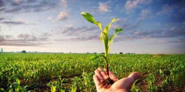 Ces produits agricoles bénéficieront de procédures exceptionnellement simplifiées pour leur distribution