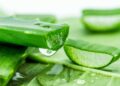 Aloe vera: une plante miracle et un levier économique pour les femmes d’Afrique