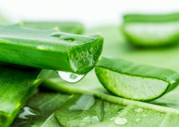 Aloe vera: une plante miracle et un levier économique pour les femmes d’Afrique
