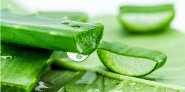 Aloe vera: une plante miracle et un levier économique pour les femmes d’Afrique