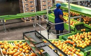 L’Afrique du Sud vers un record agricole historique en 2025: récoltes exceptionnelles en vue