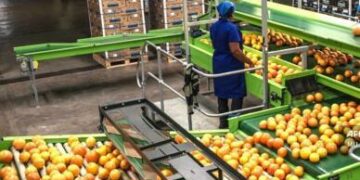 L’Afrique du Sud vers un record agricole historique en 2025: récoltes exceptionnelles en vue