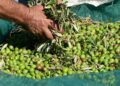 Les Italiens réduiraient l’offre d’huile d’olive extra vierge pour protéger les prix