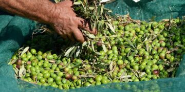 Les Italiens réduiraient l’offre d’huile d’olive extra vierge pour protéger les prix
