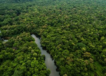 Le Ghana met un terme à l’exploitation minière dans ses forêts