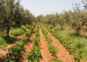 Agriculture en Tunisie : où va vraiment l’argent des investissements ?