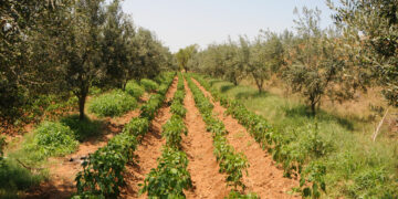 Agriculture en Tunisie : où va vraiment l’argent des investissements ?