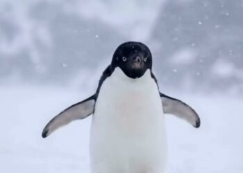 Trending: ce que le manchot solitaire nous dit (vraiment) sur le leadership…