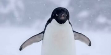 Trending: ce que le manchot solitaire nous dit (vraiment) sur le leadership…